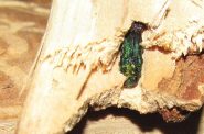 If emerald ash borer is found, all ash trees in a 15-mile radius are threatened and should be treated, according to UW-Extension horticulture educator Lisa Johnson. USFS Region 5/flickr, CC: BY