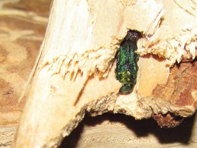 Emerald Ash Borer Decimating Wisconsin Trees