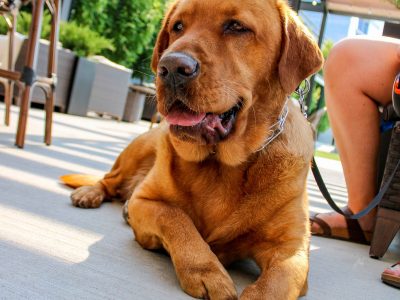Now Serving: Benson’s Restaurants Add Dog Menus