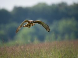 Northern Harrier Surveying a Grassland. (Creative Commons - CC0).