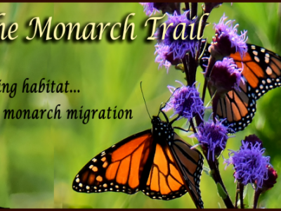 Milkweeds for Monarchs: Natives for Nature