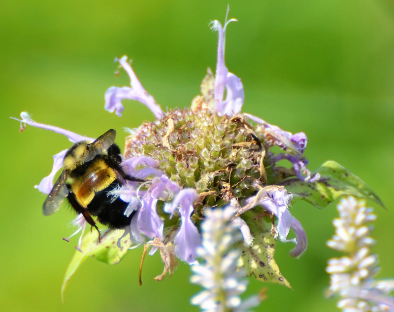 Help Butterflies, Bees And Other Pollinators During Pollinator Week