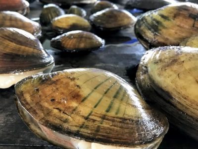 Mass Die-Off of Freshwater Mussels in Wisconsin Yields Discovery of New Parasite