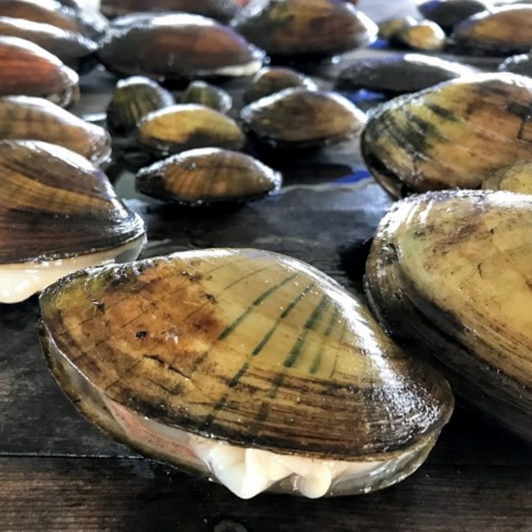 Researchers sampled various mussel species on the Embarrass River in 2018 to investigate mass die-offs there. Photo courtesy of the U.S. Fish and Wildlife Service