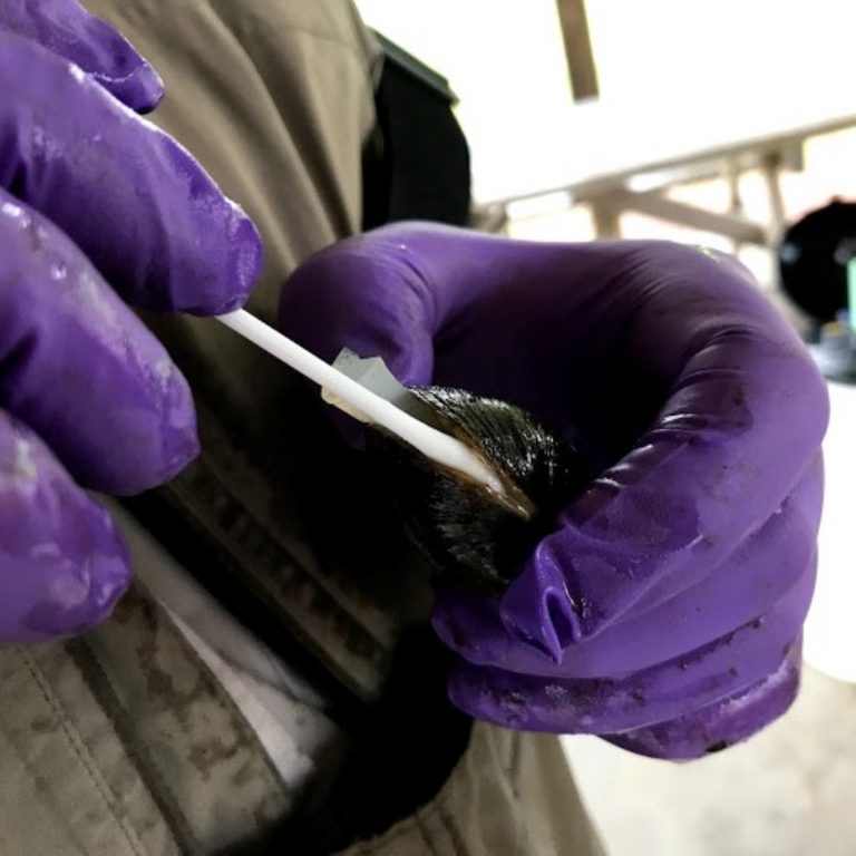 A researcher swabs a freshwater mussel as part of a study investigating a mass die-off in the Embarrass River. Photo courtesy of the U.S. Fish and Wildlife Service