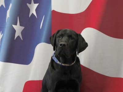 Attorney General Kaul Announces New Accelerant Detection Canine at the Wisconsin Department of Justice