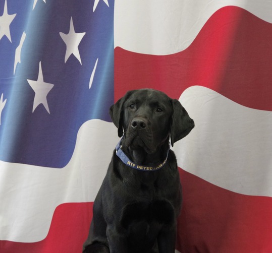 Attorney General Kaul Announces New Accelerant Detection Canine at the Wisconsin Department of Justice