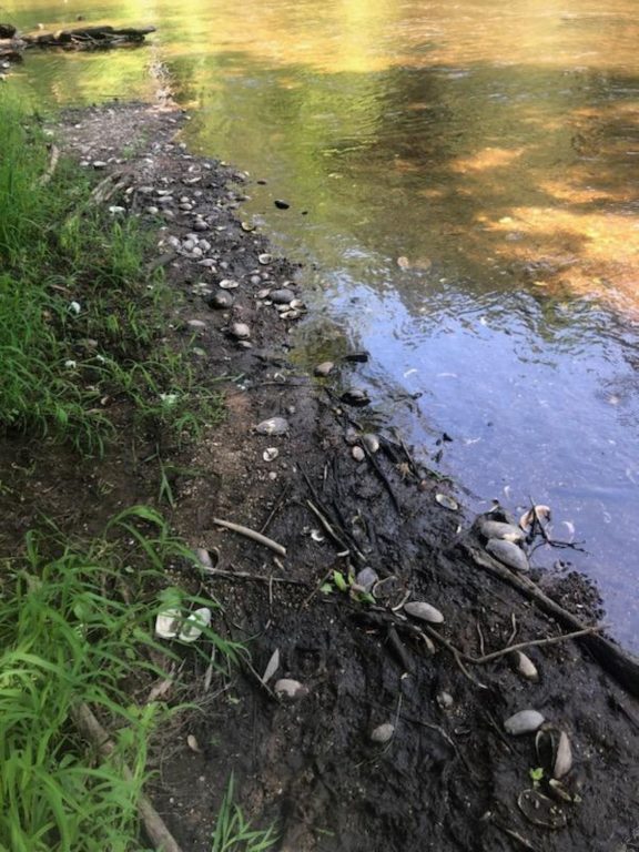 Sick mussels were found lying on the surface of the Embarrass River in 2018. Researchers found they were infected with a parasite. Photo courtesy of the U.S. Fish and Wildlife Service