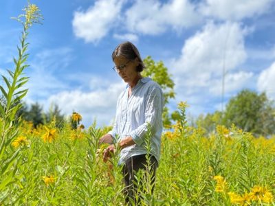 DNR Seeking Volunteers For Rare Plant Monitoring Program