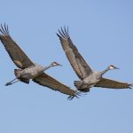 Committee Will Study Possible Wisconsin Sandhill Crane Hunt