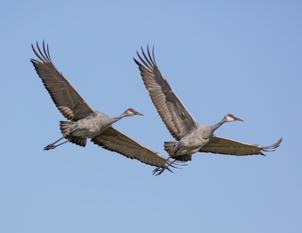 Sandhill cranes in flight. Ted Thousand/International Crane Foundation
