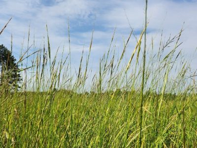 2024 Wild Rice Harvest Forecast Shows Below Average Outlook