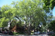 The largest surviving American Elm tree in Wisconsin at the corner of E. Webster Place and N. Prospect Avenue. Photo by Jeramey Jannene.