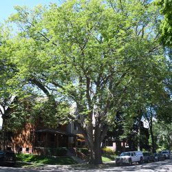 The largest surviving American Elm tree in Wisconsin at the corner of E. Webster Place and N. Prospect Avenue. Photo by Jeramey Jannene.