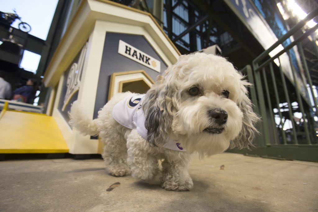 Hank. Photo by Scott Paulus/Milwaukee Brewers.