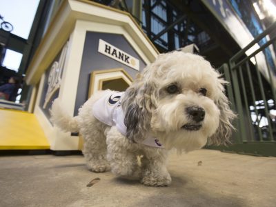 Statement on Hank “The Ballpark Pup”