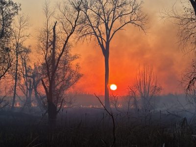 Wisconsin Experienced 250 More Wildfires Than Usual in 2024