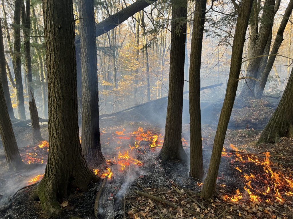 A fire smolders on the forest floor of the Flambeau River State Forest as drought conditions have increased wildfire risk this fall. Photo courtesy of the Wisconsin DNR