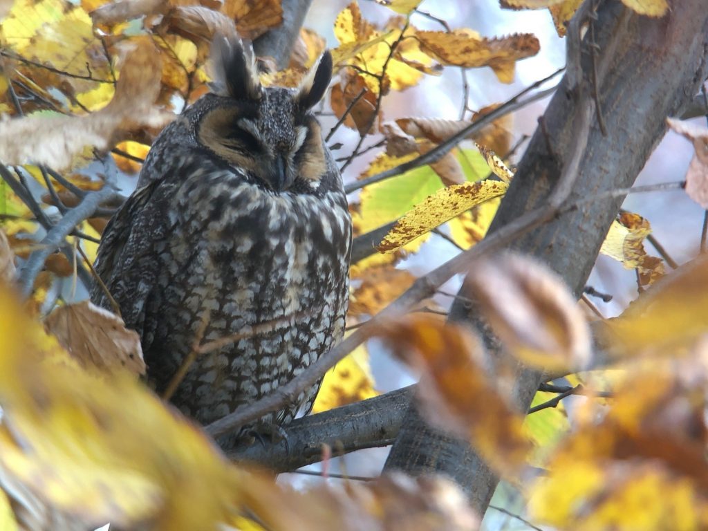 Long-eared owl. USDA Forest Service Photo/Sharon Stiteler