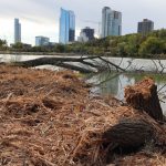 MKE County: Why Were Trees Cut Down at Veterans Park?