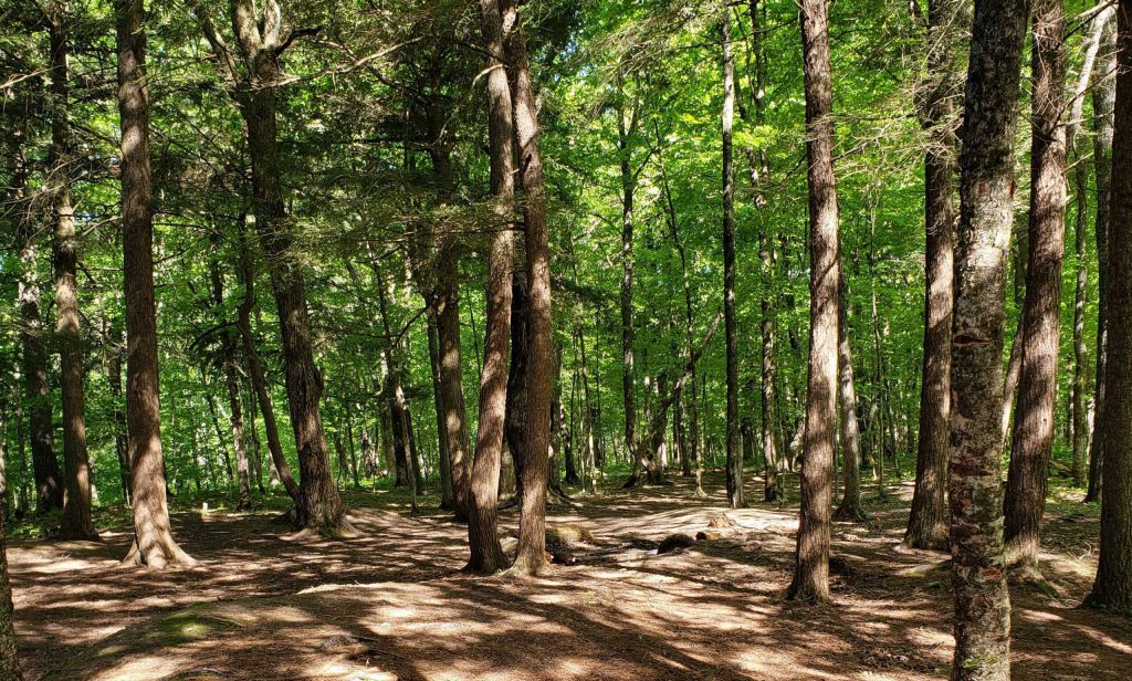 Chequamegon-Nicolet National Forest in northern Wisconsin. Liz Dohms-Harter/WPR