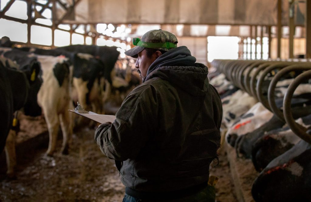 Guillermo Ramos vaccinates dairy cows in the freestall barn of a dairy farm in northern Buffalo County, Wisconsin on March 8, 2017. Coburn Dukehart/Wisconsin Center for Investigative Journalism