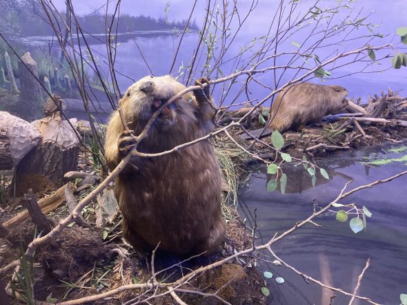 The beaver dam and lodge exhibit at the Milwaukee Public Museum. Photo by Michael Timm.