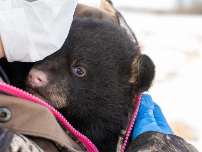 DNR Asks Public To Report Black Bear Den Locations For Research Study