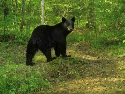 2024 Bear Season Results Show Rebound In Harvest And Hunter Success