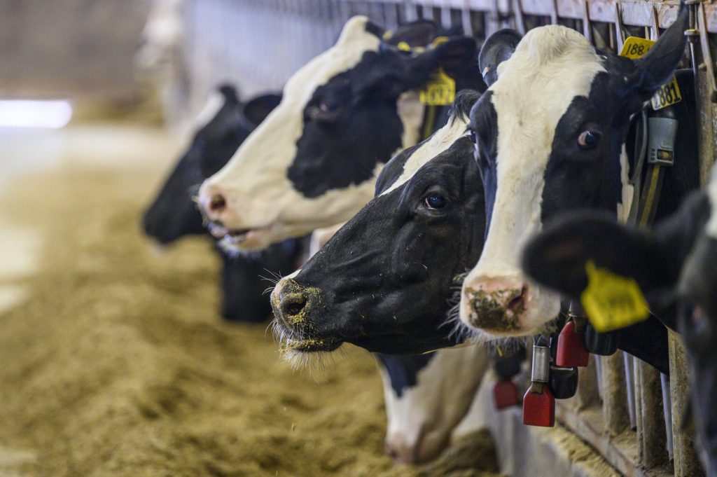 Dairy cows eating at the Dairy Innovation Hub at Pioneer Farms at the UW–Platteville in Platteville, Wis., on Sept. 12, 2022. Althea Dotzour/UW–Madison