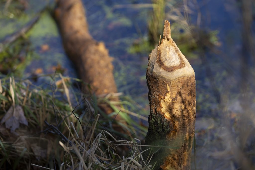 A tree impacted by beaver activity stands in a wetland at South Fork Halls Creek adjacent to a wooded property where Jim Hoffman is building a series of artificial beaver dams on Oct. 25, 2024, in Alma Center, Wis. (Joe Timmerman / Wisconsin Watch)