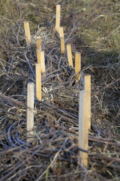 An artificial beaver dam was constructed during a workshop organized by the U.S. Fish and Wildlife Service at Briggs Wetland on Oct. 23, 2024, in Rock County near Beloit, Wis. (Joe Timmerman / Wisconsin Watch)