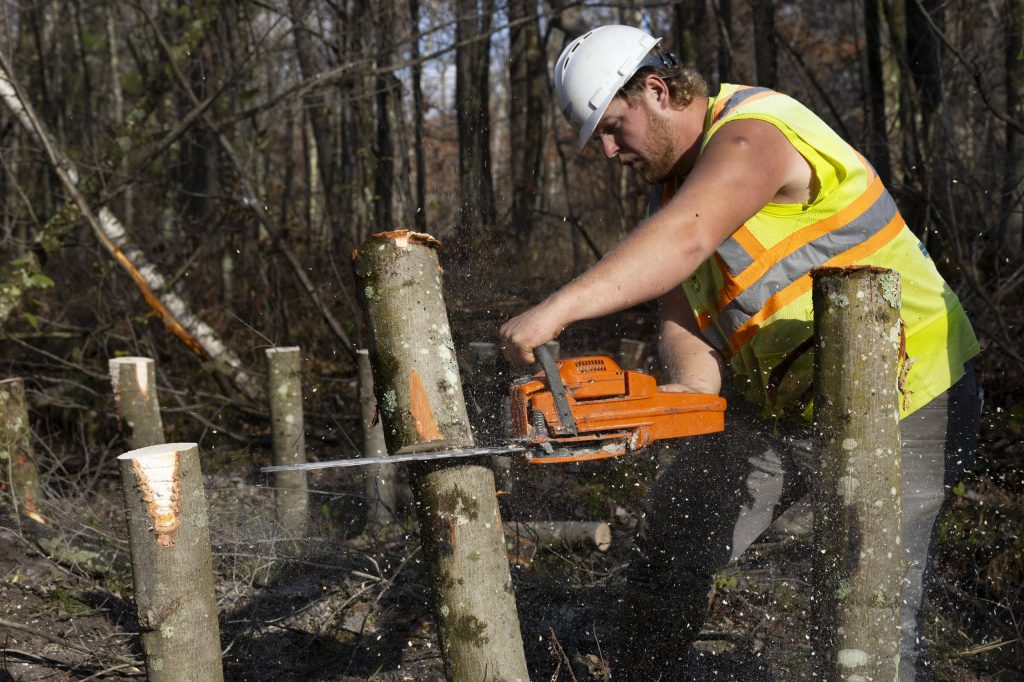 Joel Pennycamp, an employee at Hoffman Construction, cuts a log with a chainsaw while building a series of artificial beaver dams on Jim Hoffman’s wooded property on Oct. 25, 2024, in Alma Center, Wis. (Joe Timmerman / Wisconsin Watch)