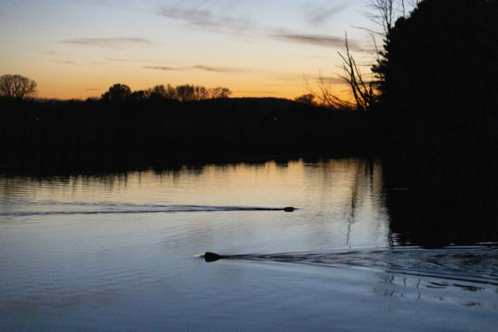 A pair of beavers swims across a pond on the property of Jim Hoffman, CEO of Hoffman Construction, as the sun sets on Oct. 25, 2024, in Alma Center, Wis. (Joe Timmerman / Wisconsin Watch)