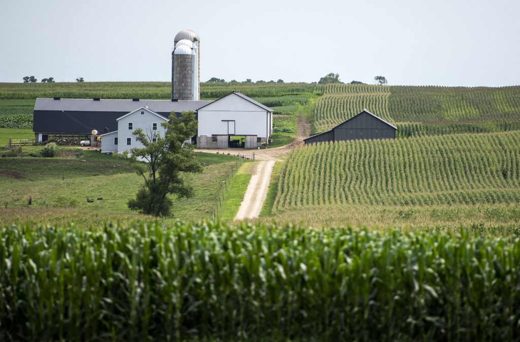 Rows of crops grow near a farm in Lafayette County on Thursday, Aug. 12, 2021. Angela Major/WPR