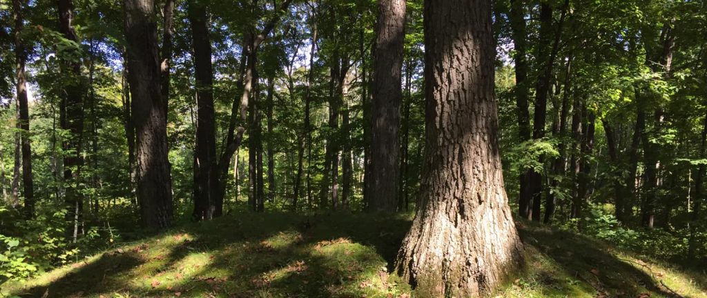 A conical mound in Dodge County, where the Effigy Mounds Initiative volunteer group recently received an award from the Wisconsin Historical Society for their five-year project restoring local mounds. Photo courtesy of Kurt Sampson