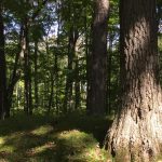 Groups Seek to Preserve Indigenous Burial Mounds, Including at Local Cemetery