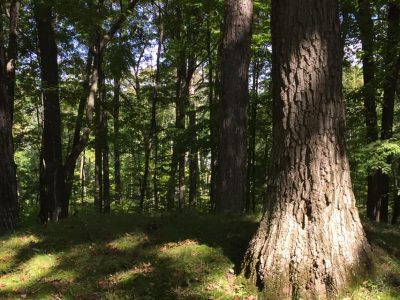 Groups Seek to Preserve Indigenous Burial Mounds, Including at Local Cemetery