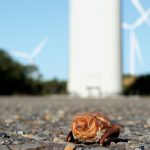 New Regulations Aim To Protect Rare Bats From Wind Turbines