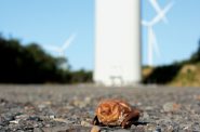 A dead eastern red bat is found at the Locust Ridge Wind Facility near Hazleton, Pennsylvania. Photo courtesy of Michael Schirmacher