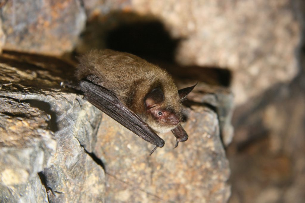 A little brown bat roosts deep inside an abandoned mine near Medford, Oregon. Photo courtesy of Jason Corbett