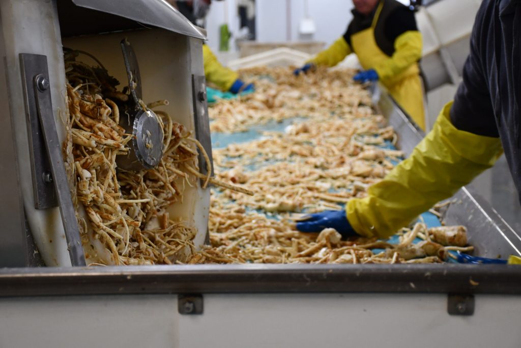 Horseradish is known as one of the most labor intensive crops. At Huntsinger Farms in Eau Claire workers inspect the root vegetable by hand. Mackenzie Krumme/WPR