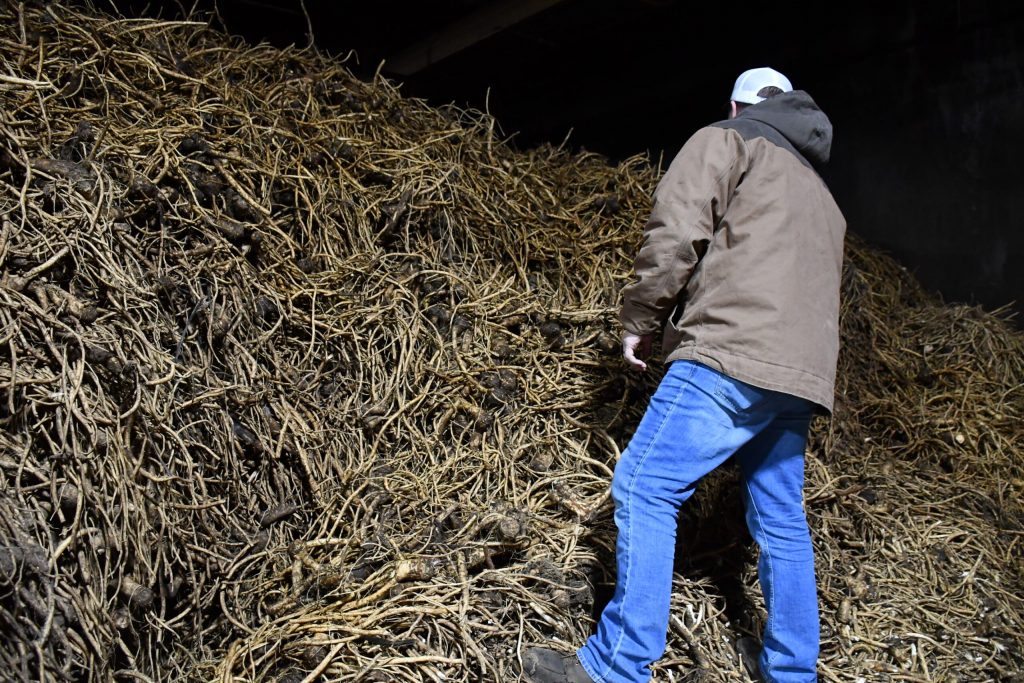 Kyle Bechel climbs on top a mountain of raw horseradish at the Huntsinger farm in Eau Claire. Mackenzie Krumme/WPR