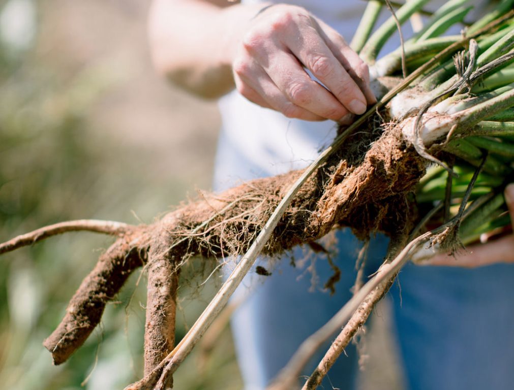 Raw horseradish from Huntsinger Farms in Eau Claire. The farm tags itself as the largest grower and processor of horseradish in the world. Photo courtesy of Huntsinger Farms