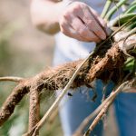 Why Wisconsin Leads The Way in Horseradish