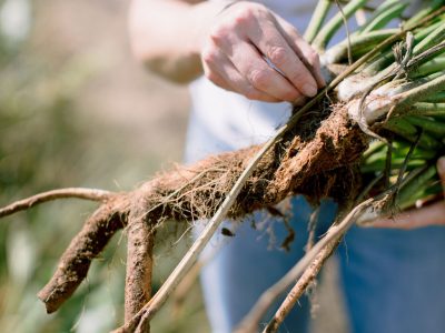 Why Wisconsin Leads The Way in Horseradish