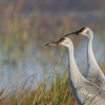 Legislative Study Committee Disagrees on Sandhill Cranes