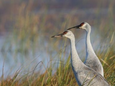 Legislative Study Committee Disagrees on Sandhill Cranes