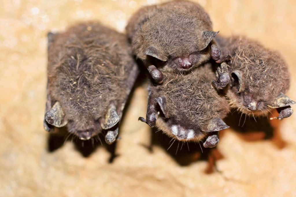 Shown here is a close-up of the signature symptom of White-nose Syndrome on a cluster of little brown myotis in Canoe Creek Mine. Photo courtesy of Michael Schirmacher