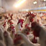 Wisconsin Has First Case of Human Bird Flu